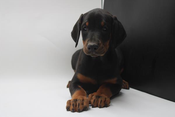 Doberman Pinscher-DOG-Female-Black / Rust-9028-Petland Fort Walton Beach, FL