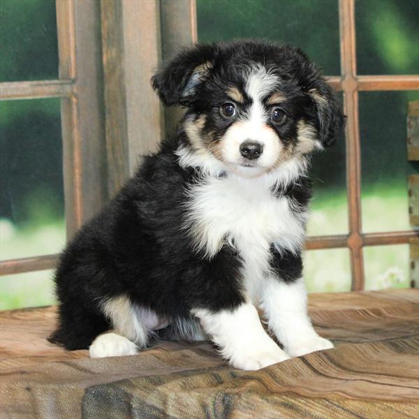 Australian Shepherd-DOG-Female-Black / Tan-9030-Petland Fort Walton Beach, FL