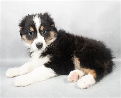 Australian Shepherd-DOG-Male-Black White and Tan-9037-Petland Fort Walton Beach, FL
