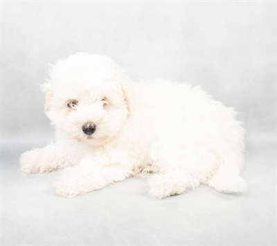 Coton De Tulear-DOG-Male-White-9038-Petland Fort Walton Beach, FL