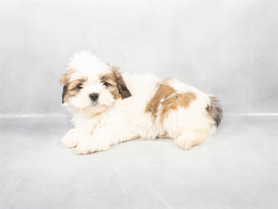Lhasa Apso-DOG-Female-Golden-9039-Petland Fort Walton Beach, FL