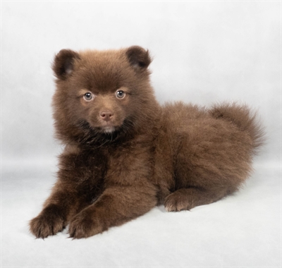 Pomeranian-DOG-Male-Chocolate-9041-Petland Fort Walton Beach, FL