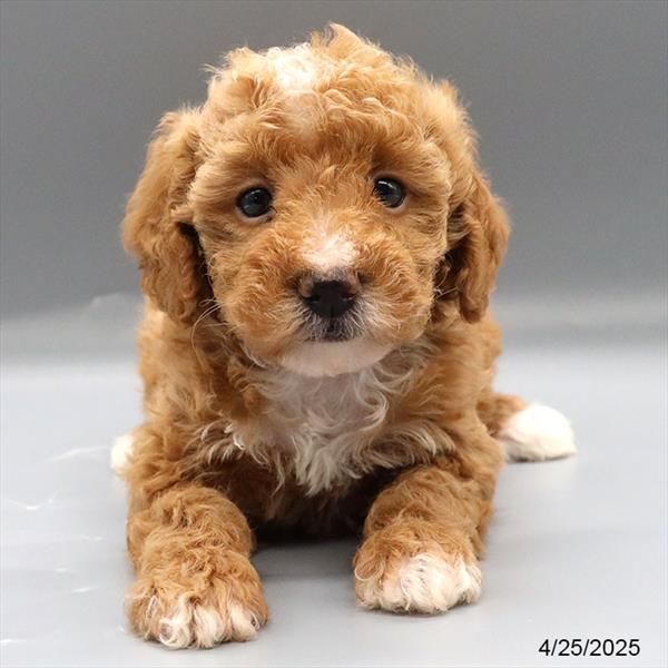 Poodle-DOG-Female-Red-9045-Petland Fort Walton Beach, FL