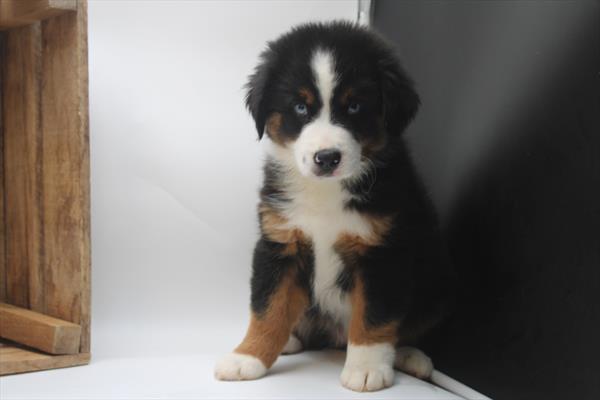 Miniature American Shepherd-DOG-Male-Tri-Colored-9049-Petland Fort Walton Beach, FL