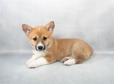 Pembroke Welsh Corgi-DOG-Male-Red-9065-Petland Fort Walton Beach, FL