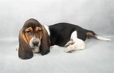 Basset Hound-DOG-Female-Black White and Tan-9074-Petland Fort Walton Beach, FL