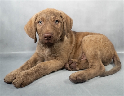Chesapeake Bay Retriever-DOG-Male-Dead Grass-9077-Petland Fort Walton Beach, FL