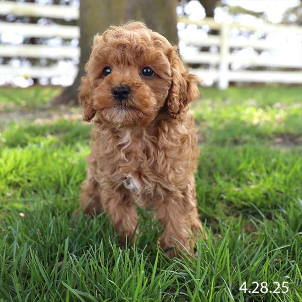 Cockapoo-Poodle-DOG-Male-Red-9101-Petland Fort Walton Beach, FL