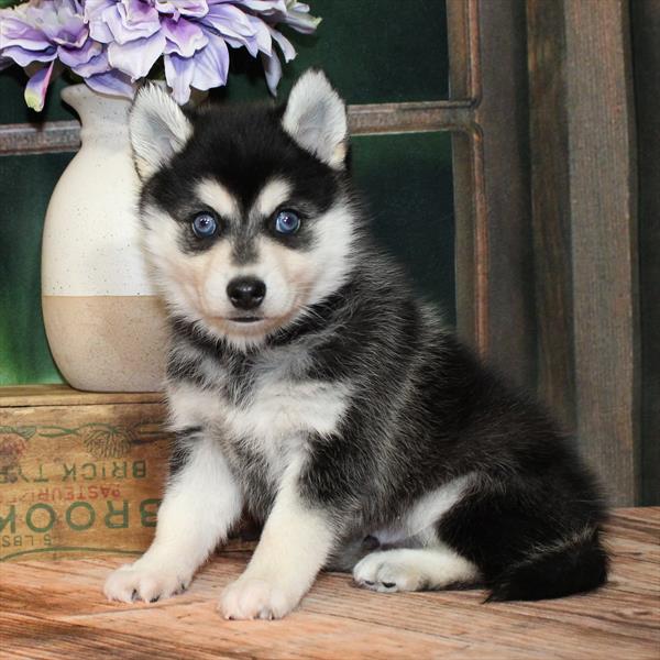 Alaskan Klee Kai-DOG-Male-Black / White-9102-Petland Fort Walton Beach, FL