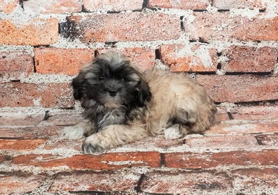 Lhasa Apso-DOG-Male-Grizzle-8952-Petland Fort Walton Beach, FL