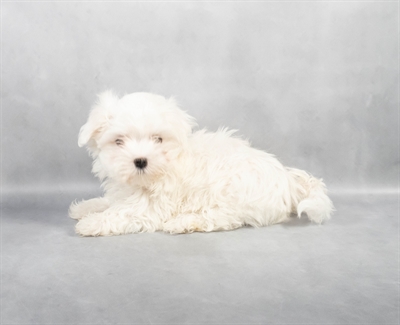 Maltese-DOG-Male-White-8976-Petland Fort Walton Beach, FL