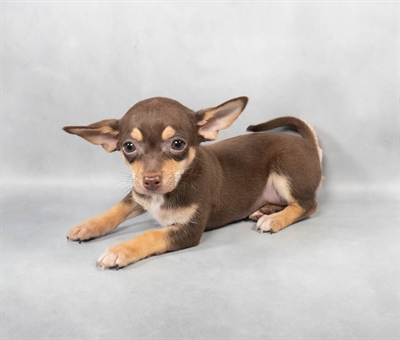 Chihuahua-DOG-Male-Chocolate and Tan-9003-Petland Fort Walton Beach, FL