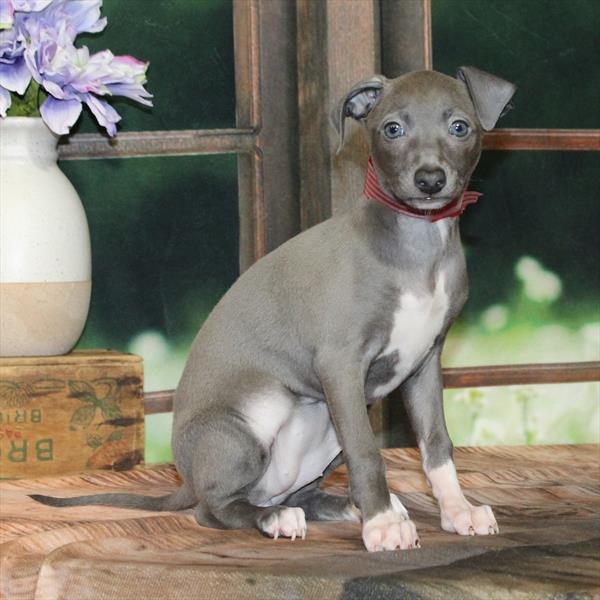 Italian Greyhound-DOG-Female-Blue-9031-Petland Fort Walton Beach, FL
