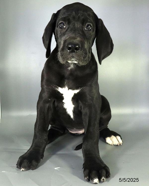 Great Dane-DOG-Female-Black-9047-Petland Fort Walton Beach, FL