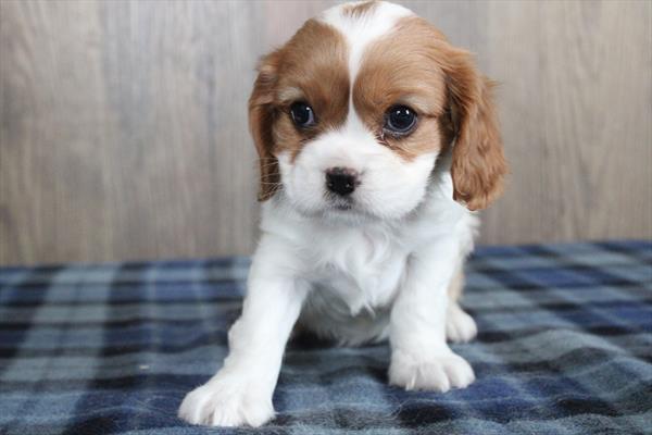 Cavalier King Charles Spaniel-DOG-Female-Blenheim-9048-Petland Fort Walton Beach, FL