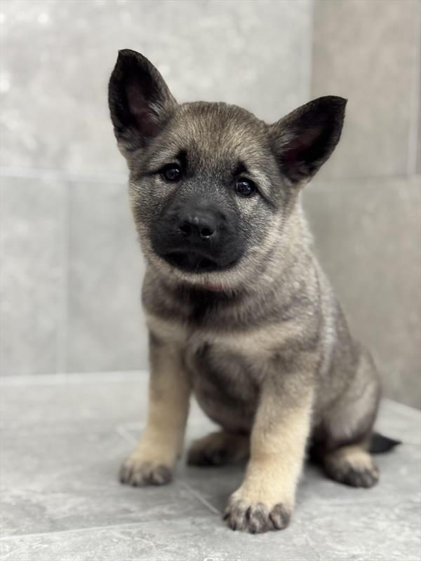 Norwegian Elkhound-DOG-Female-Silver / Black-9050-Petland Fort Walton Beach, FL