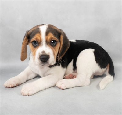 Beagle-DOG-Male-Black White and Tan-9063-Petland Fort Walton Beach, FL