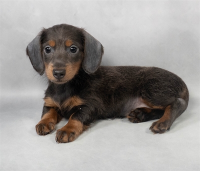 Dachshund-DOG-Female-Blue and Tan-9064-Petland Fort Walton Beach, FL