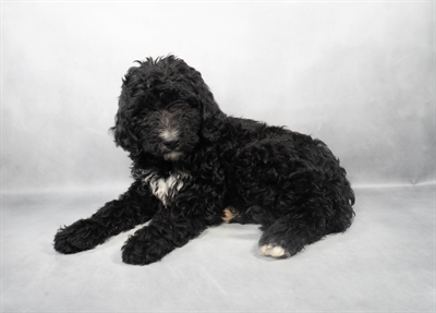 Bernedoodle-DOG-Female-Black and White-9066-Petland Fort Walton Beach, FL