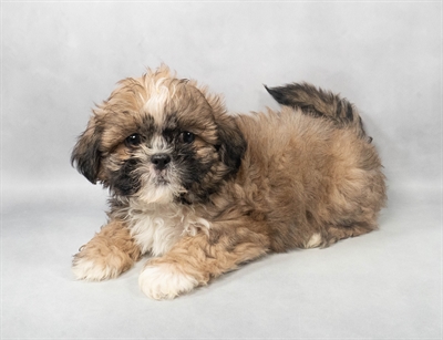 Shih Tzu-DOG-Male-Gold-9076-Petland Fort Walton Beach, FL