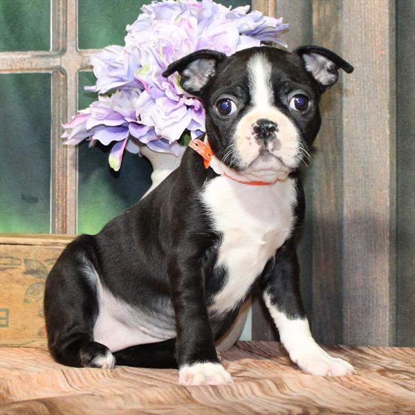 Boston Terrier-DOG-Female-Black-9103-Petland Fort Walton Beach, FL