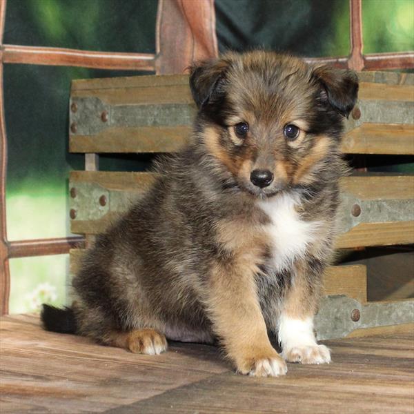 Shetland Sheepdog-DOG-Male-Sable-9104-Petland Fort Walton Beach, FL