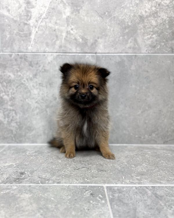 Pomeranian-DOG-Female-Orange Sable-9105-Petland Fort Walton Beach, FL