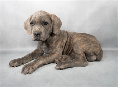 Cane Corso-DOG-Female-Blue-9126-Petland Fort Walton Beach, FL