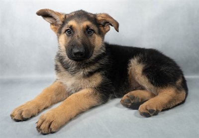 German Shepherd-DOG-Male-Black and Tan-9127-Petland Fort Walton Beach, FL
