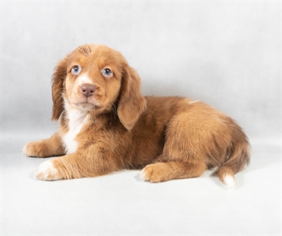 Dachshund-DOG-Male-Chocolate Dapple-9132-Petland Fort Walton Beach, FL