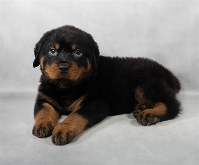 Rottweiler-DOG-Male-Black and Mahogany-9135-Petland Fort Walton Beach, FL