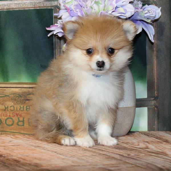 Pomeranian-DOG-Male-Orange-9147-Petland Fort Walton Beach, FL