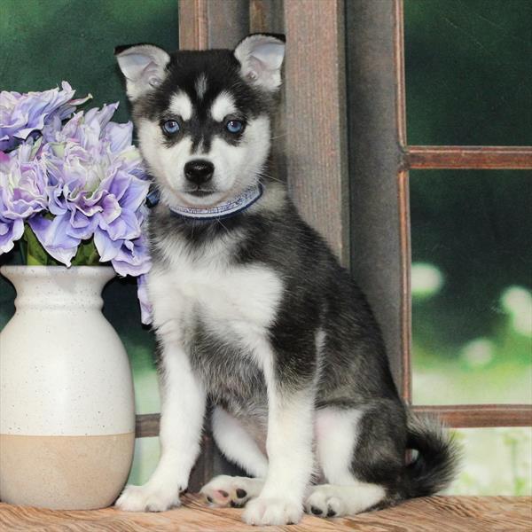 Alaskan Klee Kai-DOG-Female-Black / White-9148-Petland Fort Walton Beach, FL