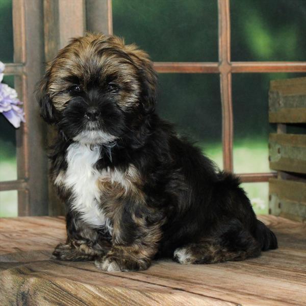Lhasa Apso-DOG-Female-Grizzle-9149-Petland Fort Walton Beach, FL