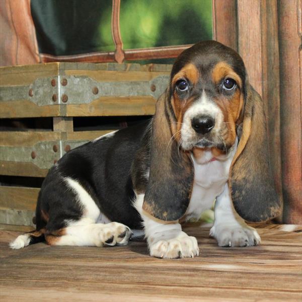 Basset Hound-DOG-Female-Black White / Tan-9150-Petland Fort Walton Beach, FL