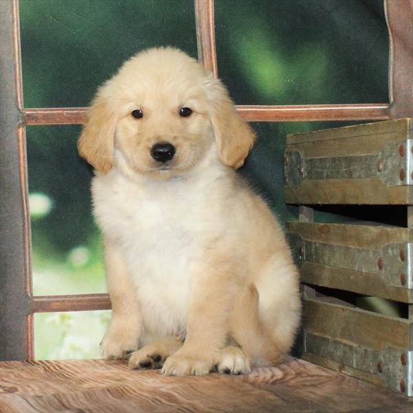 Golden Retriever-DOG-Male-Golden-9152-Petland Fort Walton Beach, FL
