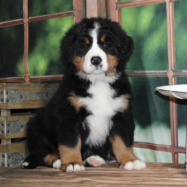Bernese Mountain Dog-DOG-Male-Black White / Tan-9153-Petland Fort Walton Beach, FL