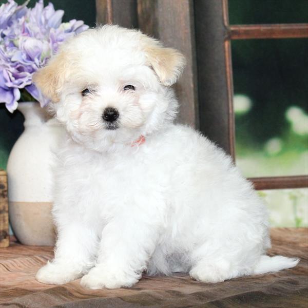 Maltipoo-DOG-Female-White / Apricot-9155-Petland Fort Walton Beach, FL