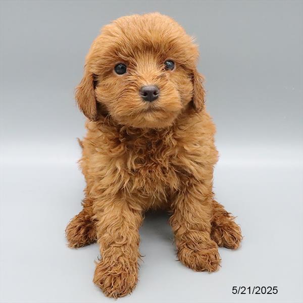 Cavapoo-DOG-Male-Red-9156-Petland Fort Walton Beach, FL