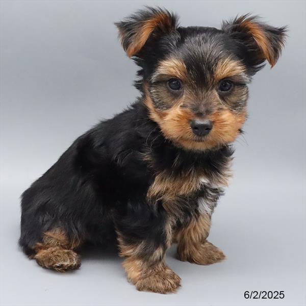 Yorkshire Terrier-DOG-Male-Black / Tan-9157-Petland Fort Walton Beach, FL