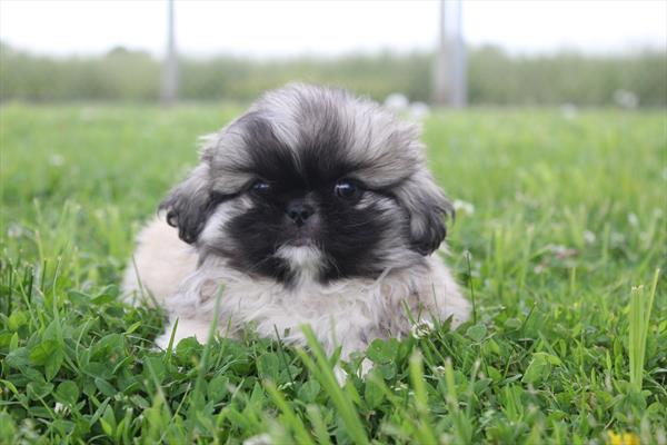 Pekingese-DOG-Male-Fawn Sable-9158-Petland Fort Walton Beach, FL