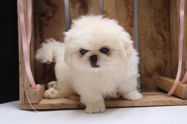 Pekingese-DOG-Female-White-9159-Petland Fort Walton Beach, FL