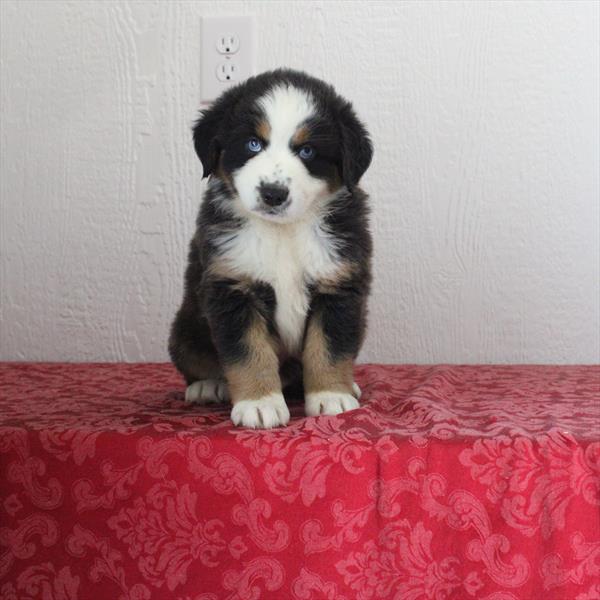 Australian Shepherd-DOG-Female-Tri-Colored-9160-Petland Fort Walton Beach, FL