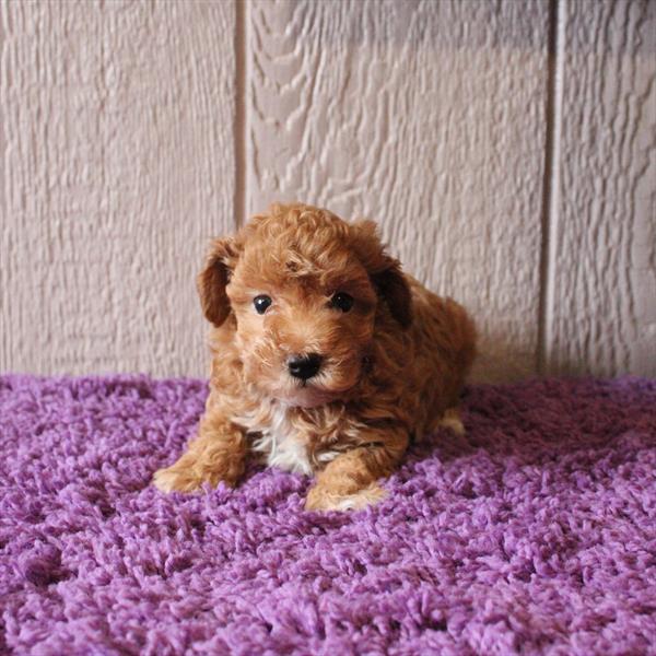 Miniature Poodle-DOG-Male-Red-9161-Petland Fort Walton Beach, FL