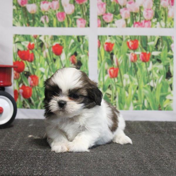 Shih Tzu-DOG-Female-Sable / White-9162-Petland Fort Walton Beach, FL