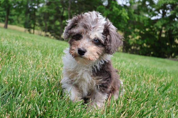 Miniature Poodle-DOG-Female-Chocolate Merle-9163-Petland Fort Walton Beach, FL