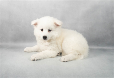 American Eskimo-DOG-Female-White-9176-Petland Fort Walton Beach, FL