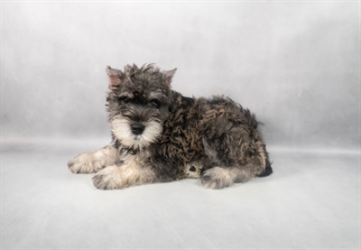 Miniature Schnauzer-DOG-Male-Salt and Pepper-9177-Petland Fort Walton Beach, FL