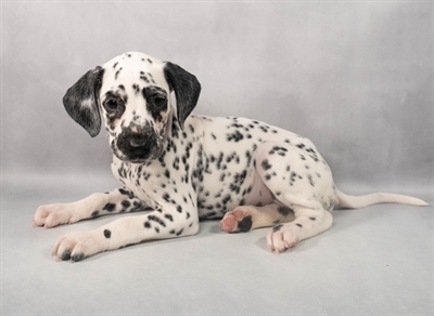 Dalmatian-DOG-Female-White and Black-9178-Petland Fort Walton Beach, FL