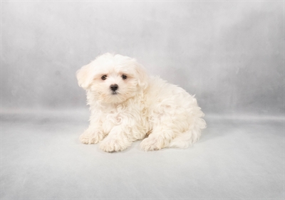 Maltese-DOG-Female-White-9182-Petland Fort Walton Beach, FL